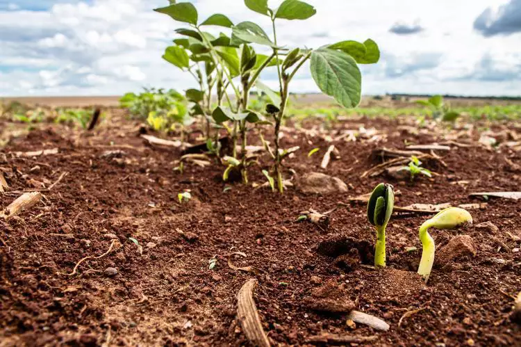 Alerta de “Super El Niño”: Termômetros em alta e risco na lavoura desafiam safra 2026/27 em Mato Grosso